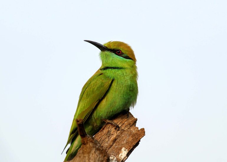 green bird