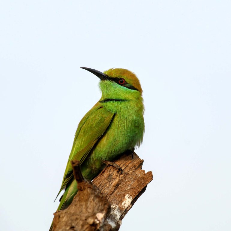 green bird