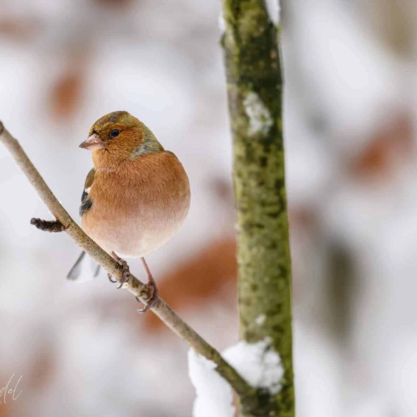 Natuurfotografie-Beiersche-Woud