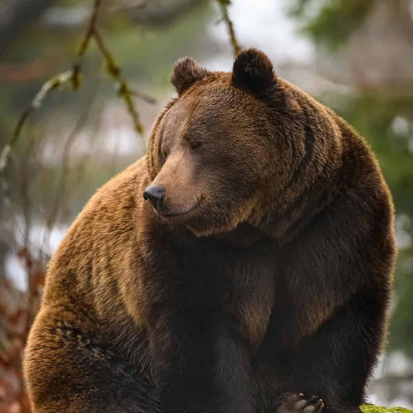 Natuurfotografie-Beiersche-Woud