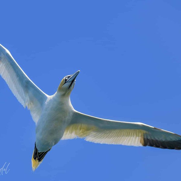 natuurfotografie-bretagne-Jan van gent