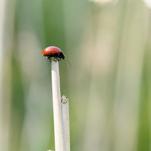 natuurfotografie-de luysen