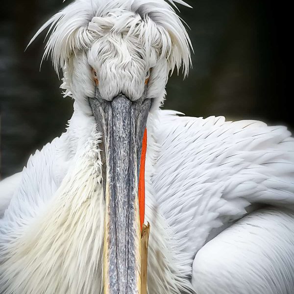 Natuurfotografie-dierentuin