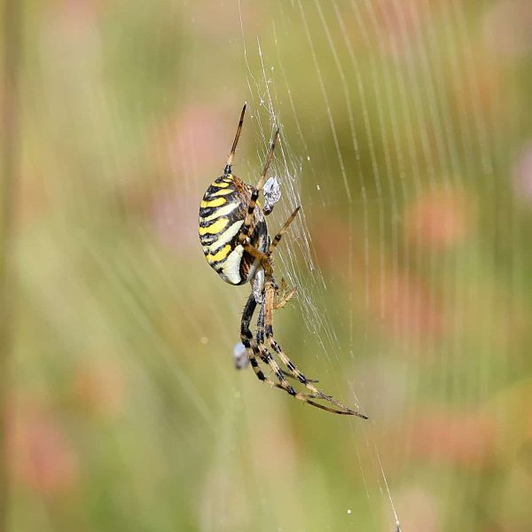 natuurfotografie-kampina