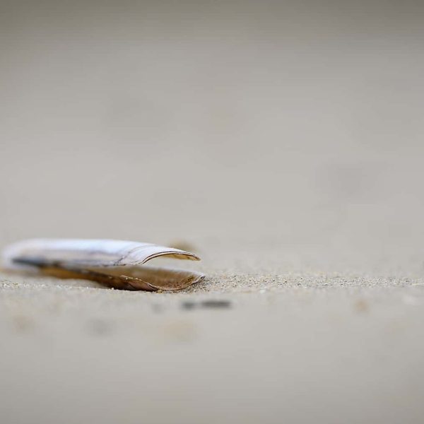 natuurfotografie-Texel