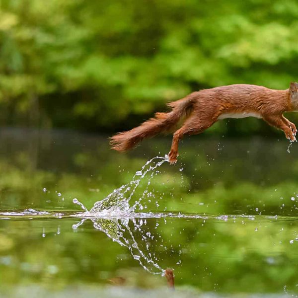 natuurfotografie-vogelhut-drunen