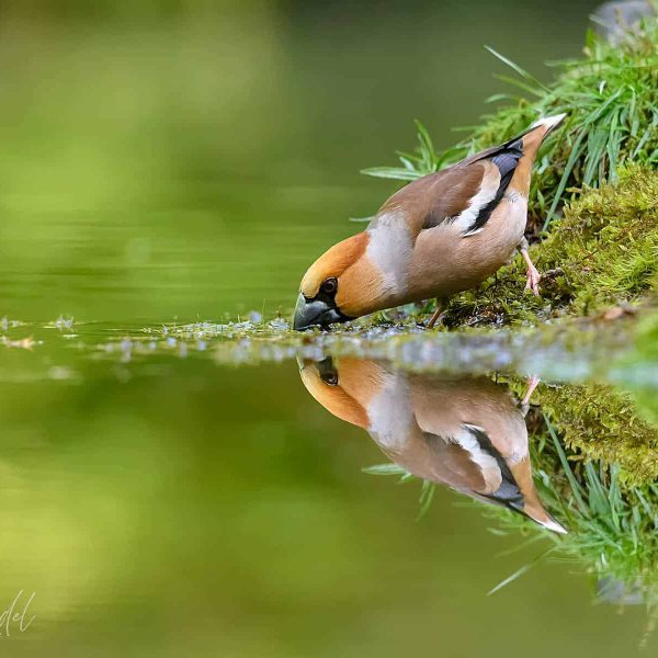 natuurfotografie-vogelhut drunen- Vink