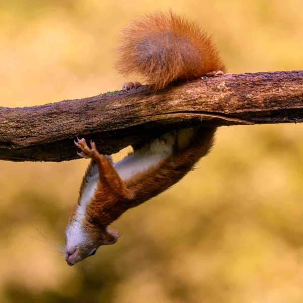 natuurfotografie-vogelhut-drunen