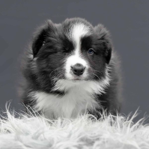 Portretfotografie Puppie shoot
